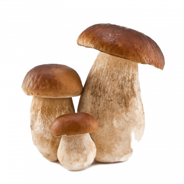 Білі гриби (30г)